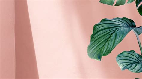 Download premium image of Cute nature desktop wallpaper, green Calathea Orbifolia, pink HD ...
