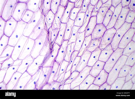 Onion epidermis under light microscope. Purple colored, large epidermal cells of an onion ...