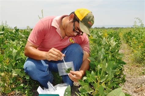 Sanidad vegetal, necesaria para una agricultura sustentable | PortalAmbiental.com.mx