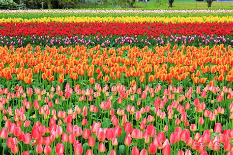 Field of Tulips Photograph by Kaitlyn Chelberg - Fine Art America