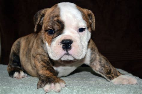 English Bulldog Puppy for Sale | American Bulldog Puppies for Sale – Bruiser Bulldogs | American ...