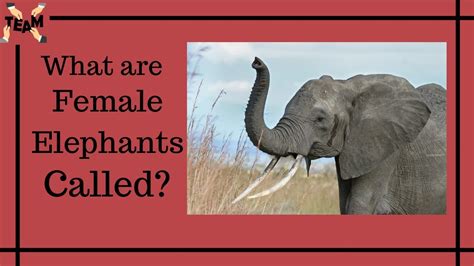 What are female elephants called? | Interesting Questions | Tech Events And Media | TEAM - YouTube