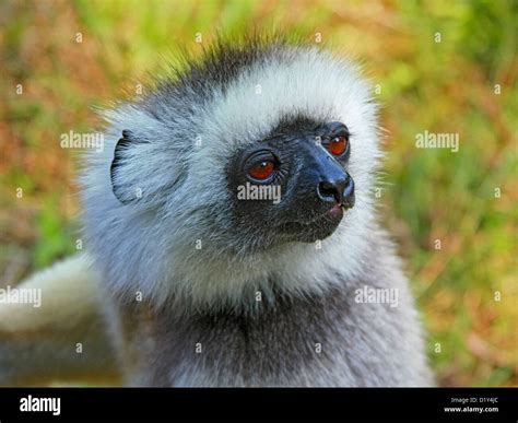 Diademed sifaka simpona hi-res stock photography and images - Alamy