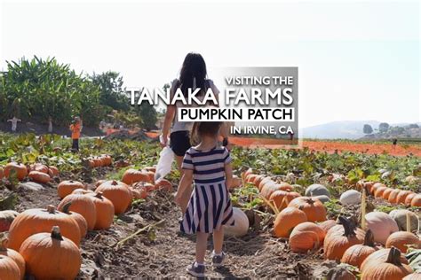 Visiting the Tanaka Farms Pumpkin Patch in Irvine, CA 2020 | Califoreigners