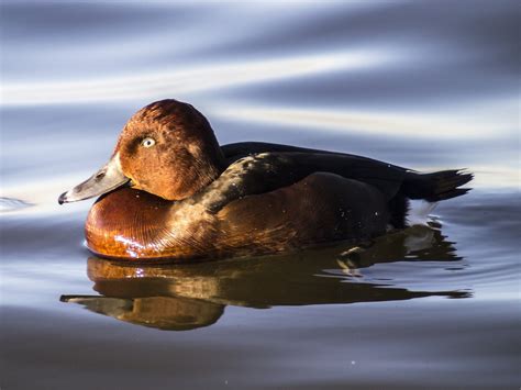 Ferruginous Duck - BirdLife Cyprus