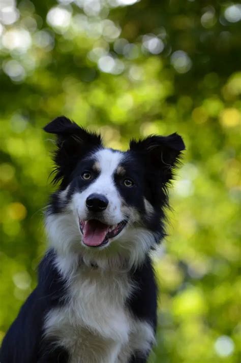 Here Are 10 Of The Longest Living Large Dog Breeds! - Officially Pets