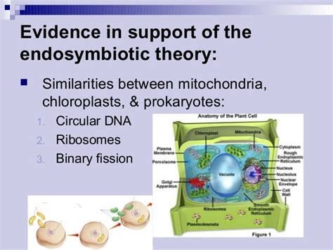 Endosymbiotic theory (2)