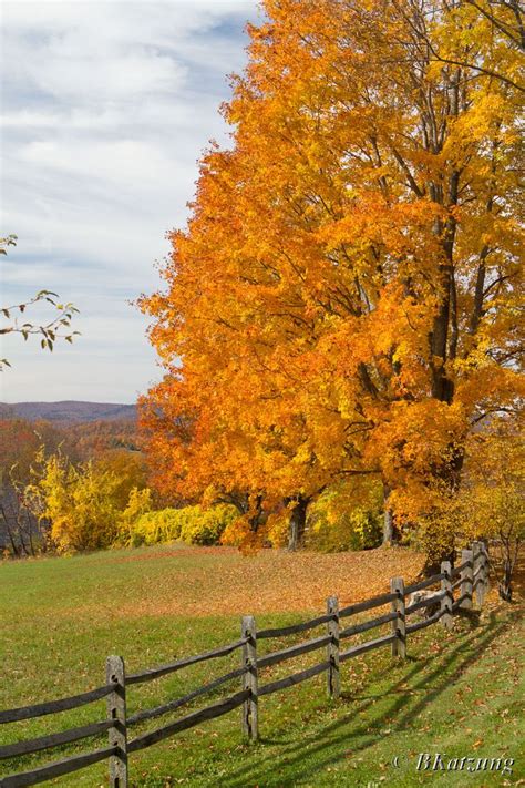 vermont state tree picture | the color had been much better a few weeks earlier but we came away ...