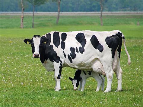 Starting Dairy Farming Business Plan (PDF) - StartupBiz Global