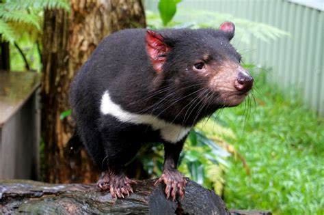 10 Tasmanian Devil facts you need to know - Sightseeing Scientist