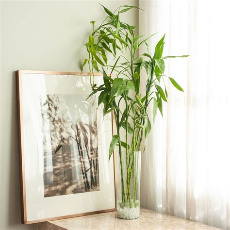 Lucky Bamboo Plant Vase - Home Decor Inspiration