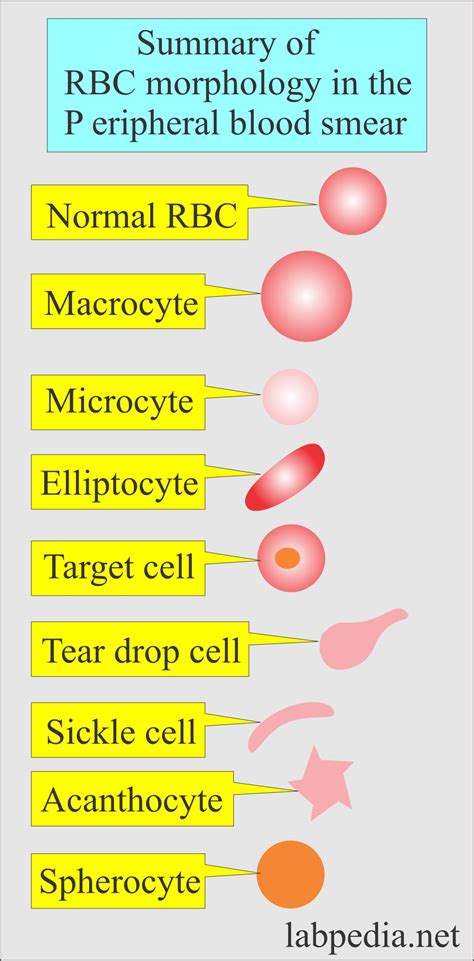 Red Blood Cell (RBC):- Part 2 - Normal Peripheral blood smear, and RBC ...