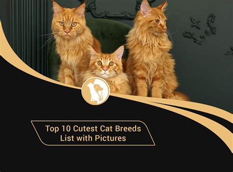 Top 10 Cutest Cat Breeds List with Pictures