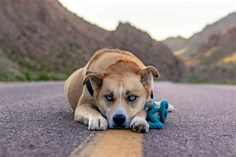 Boxsky - Boxer Husky Mix • helloBARK!