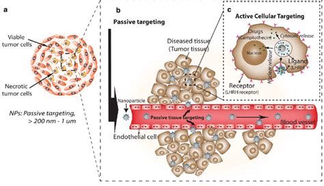 Nanoparticles mediated drug delivery according to the characteristics... | Download Scientific ...