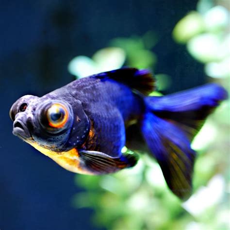 Goldfish for sale online All pictures are taken by Windsor fish hatchery they are of the exact ...