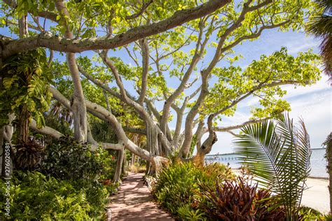 Banyan Tree Stock Photo | Adobe Stock