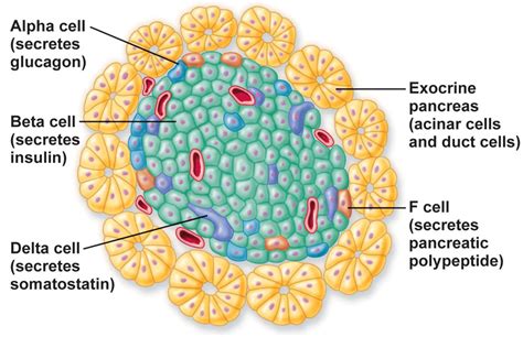 pancreaseCells.gif (880×569) | Sanat, Giải phẫu học, Y học