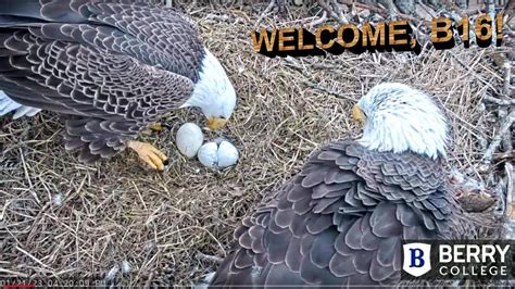 Berry College Eagles~B16 HATCHES! Welcome To The World! 💕💞💕 Dad Meets B16! 💕 All 3 Cam Views 1. ...