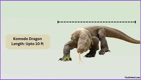 Komodo Dragon Size: How Big Are They Compared To Others?