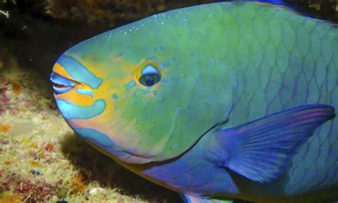 Meet the sand-pooping, reef-saving, hermaphroditic parrotfish | The Week