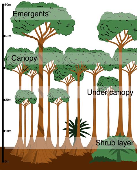 Rainforest clipart rainforest floor, Rainforest rainforest floor ...