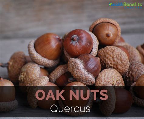 Oak Nuts Facts, Health Benefits and Nutritional Value