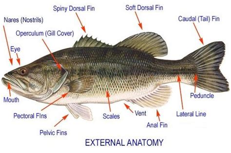 Perch External Anatomy Flashcards | Quizlet