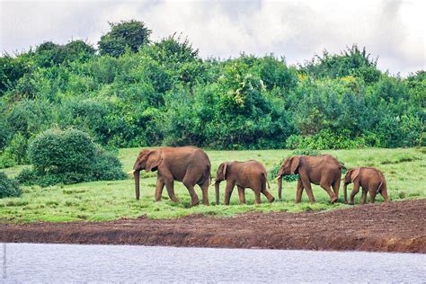 "Herd Of Elephants" by Stocksy Contributor "ACALU Studio" - Stocksy