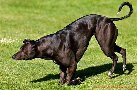 Wendy the Bully Whippet. Wonder if she every had pups? ©2011 Stuart Isett. #bullywhippet # ...