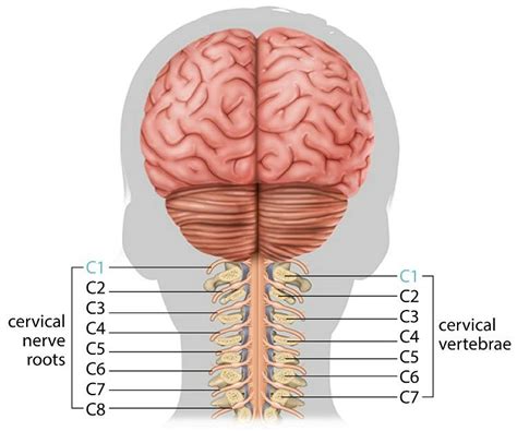 C1 And C2 Vertebrae Fracture