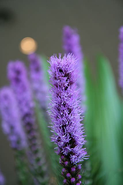 purple cattail? | Flickr - Photo Sharing!