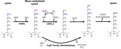 Histone lysine methylation and demethylation. The enzymes involved in... | Download Scientific ...