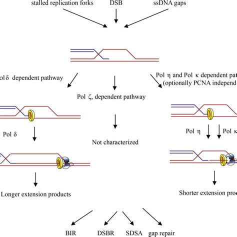 Model of regulation of the length of D-loop extension by PCNA and... | Download Scientific Diagram