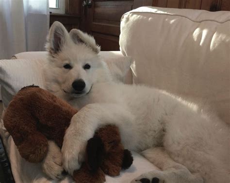 White Swiss Shepherd Puppy | Shepherd puppies, Puppies, White shepherd