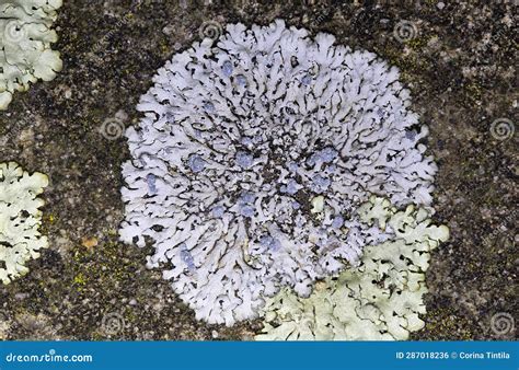 Physcia Caesia, Known Colloquially As Blue-gray Rosette Lichen and Powder-back Lichen, is a ...