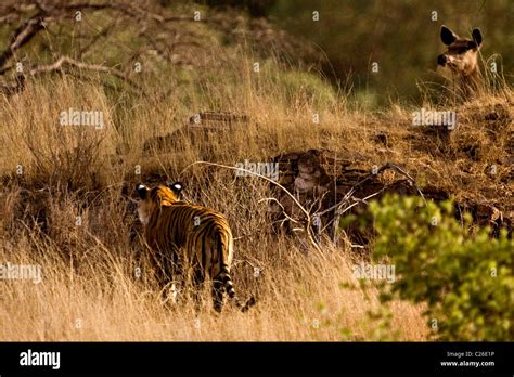 Tiger hunting sambar deer in Ranthambhore Stock Photo - Alamy