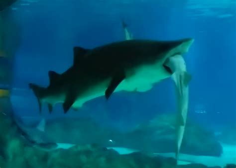 Sand Tiger Shark Eating Fish