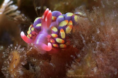 Rainbow Sea Slug found in British Rock Pool | Reef Builders | The Reef and Saltwater Aquarium Blog