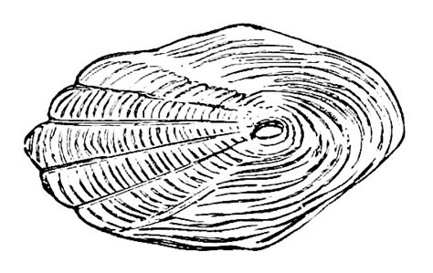 Ctenoid Scales - Fish Scale Wikipedia / History and etymology for ctenoid.