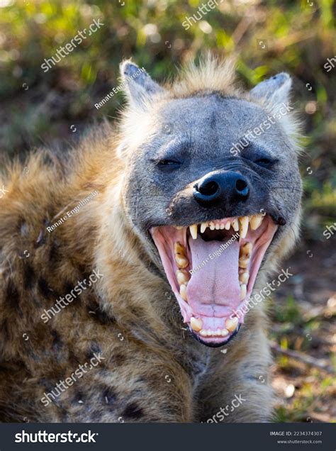 4,565 Laughing Hyena Images, Stock Photos, 3D objects, & Vectors ...