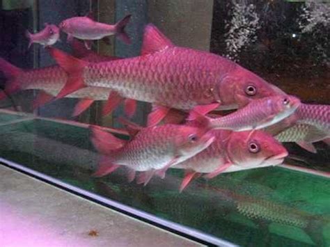 ikan kelah merah bara - TiannataroSawyer