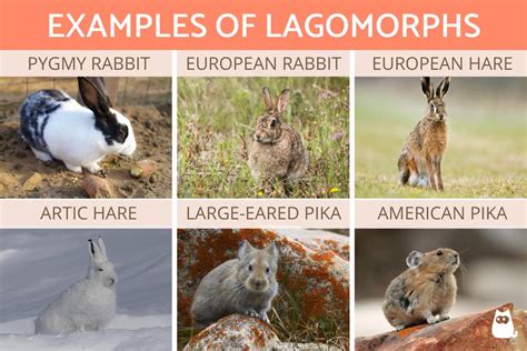 What are Lagomorphs? - Definition, Characteristics, Types and Examples