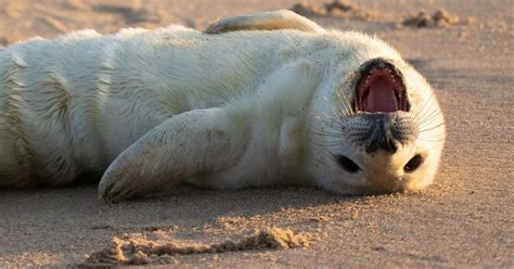 Adorable photos show first grey seal pup of the season born a short drive from Cambs on Norfolk ...