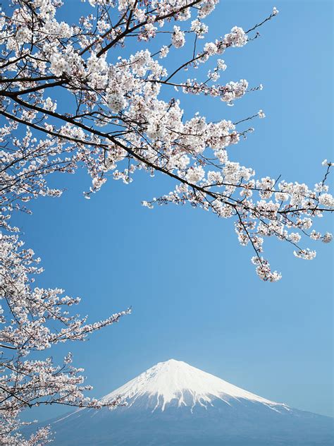 Mt Fuji ＆ Cherry Blossoms by Ooyoo