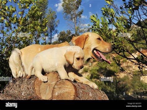 dog adult puppy Stock Photo - Alamy