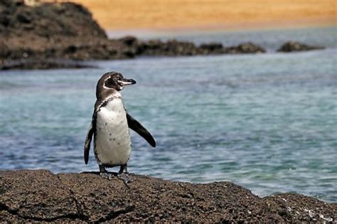 Galapagos Penguin Facts | Anatomy, Diet, Habitat, Behavior - Animals Time