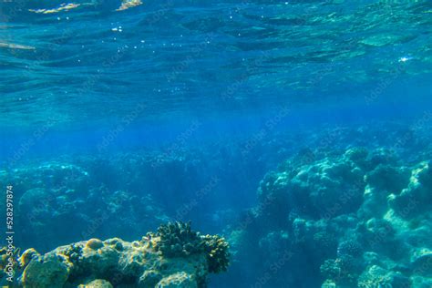 Coral reef in the Red sea in Ras Mohammed national park. Sinai ...