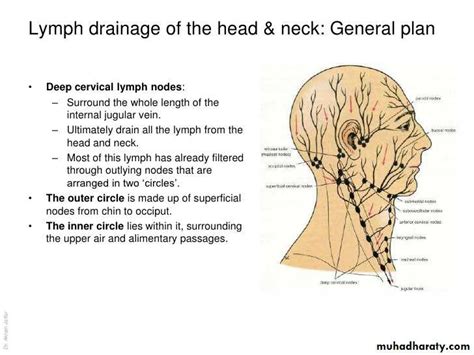 lymph Nodes pptx - د.احمد اورخان - Muhadharaty