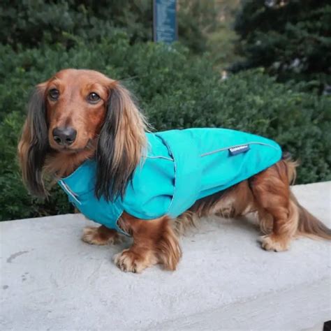 dachshund dog raincoat blue - dachshund-central